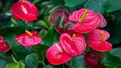 Wie man ein Anthurium pflegt, damit es kontinuierlich blüht: Licht, Feuchtigkeit und regelmäßige Düngung